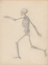 A Comparative Anatomical Exposition of the Structure of the Human Body with That of a Tiger and a Common Fowl: Human Skeleton, Lateral View (Close to the Final Study for Table III But Differs in Detail)